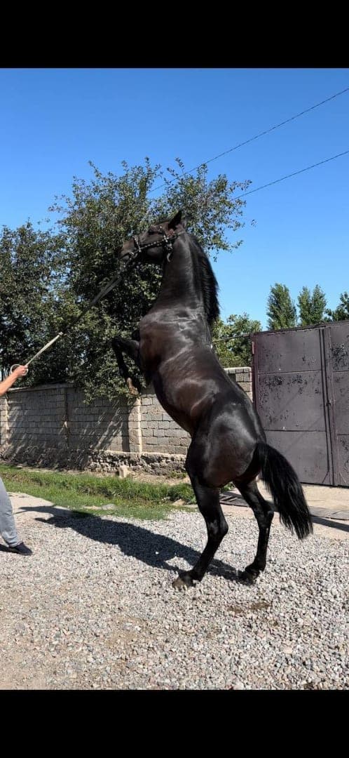 Корабайир - 1