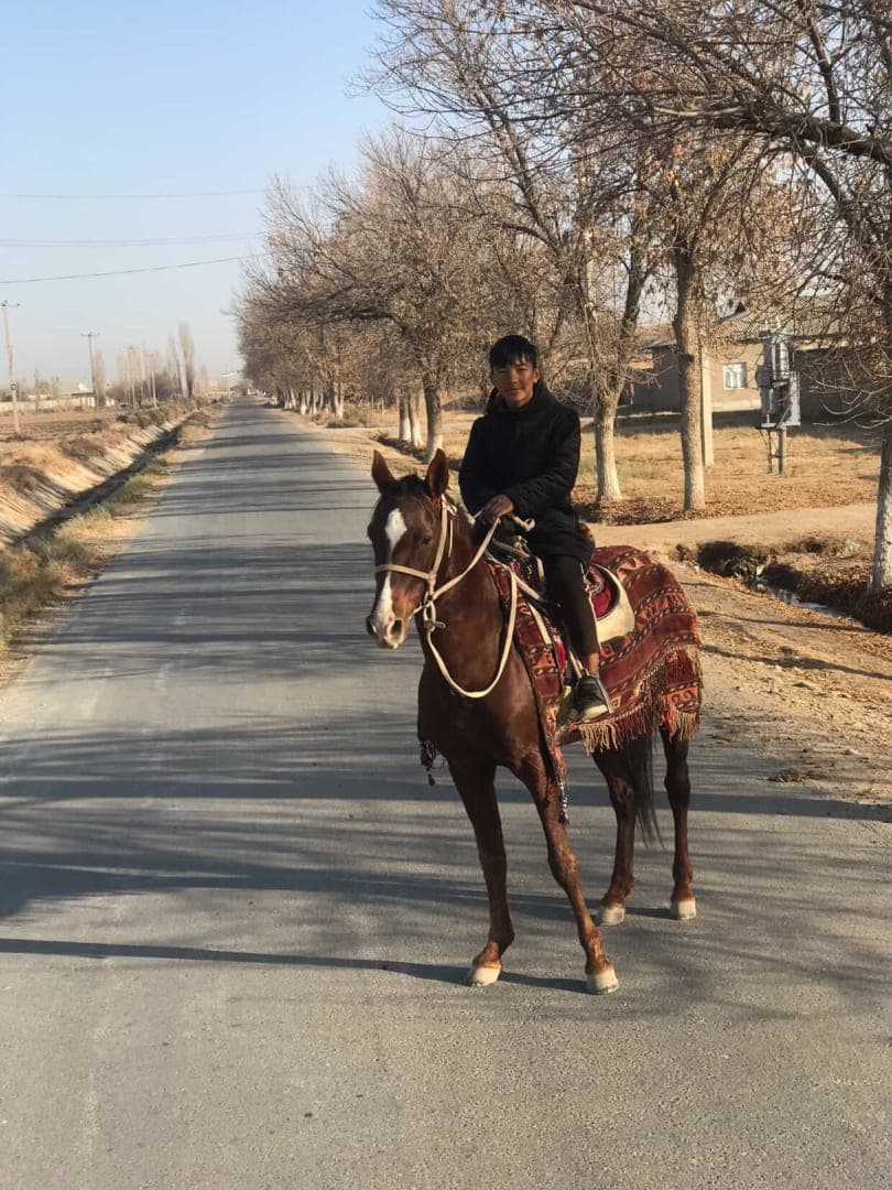 Qorabayr ot sotiladi - 1