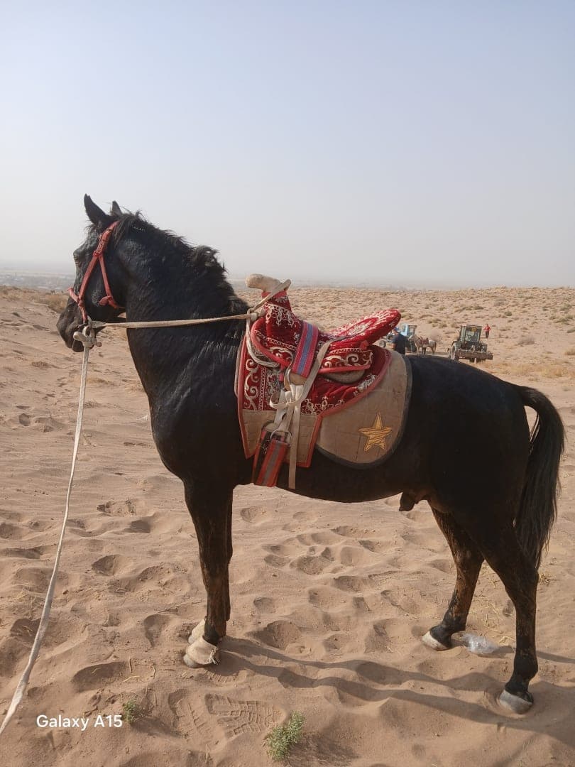 Корабайир от сотилади - 1