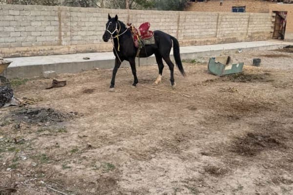 Кора кашка тулпор